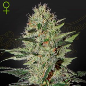 (Bild für) Exodus Cheese Auto female