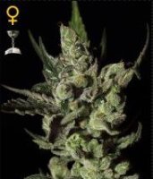 (Bild für) Exodus Cheese female