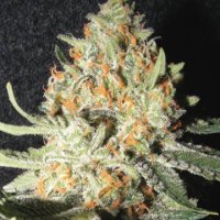 (Bild für) Exotic Kush fem