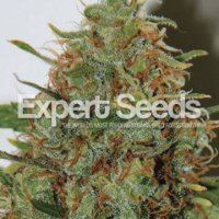 (Bild für) Expert Haze feminized
