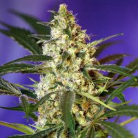 (Bild für) Fast Bud #2 fem