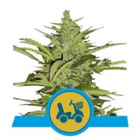 (Bild für) Fast Eddy Auto CBD feminized