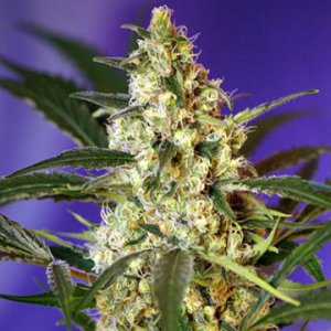 (Bild für) Fast Bud Auto fem