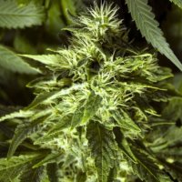 (Bild für) Fast Bud 5 fem