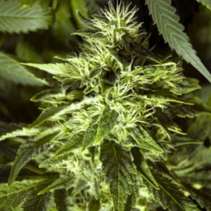 (Bild für) Fast Bud 5 fem