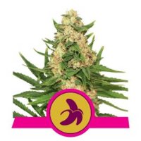 (Bild für) Fat Banana feminized