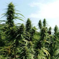 (Bild für) Fedora 17 Cannabis sativa