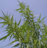 (Bild für) Felina 32 Cannabis sativa