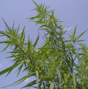 (Bild für) Felina 32 Cannabis sativa