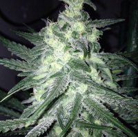 (Bild für) Moonshine Haze x Ghost Train Haze #1 female