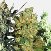 (Bild für) Sensi Seeds feminisierter Samenmix