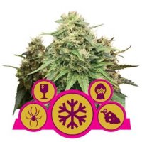 (Bild für) Royal Queen female Mix