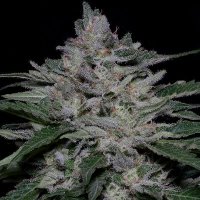 (Bild für) Fire OG Kush fem