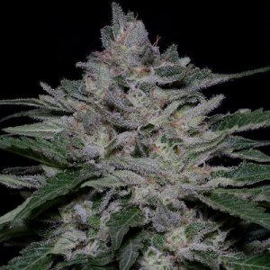 (Bild für) Fire OG Kush fem