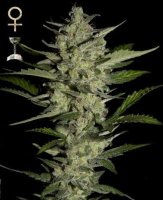 (Bild für) Flowerbomb Kush feminized