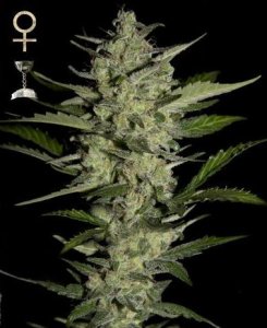 (Bild für) Flowerbomb Kush feminized