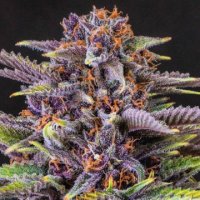 (Bild für) Forbidden Fruit 5 fem