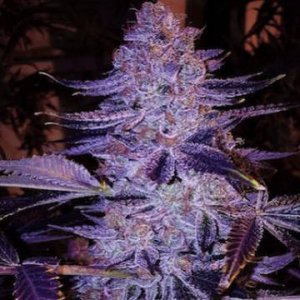 (Bild für) Forbidden Zkittlez 5 reg