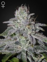 (Bild für) Francos Lemon Cheese female