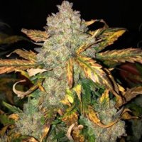 (Bild für) Frosty Gelato fem