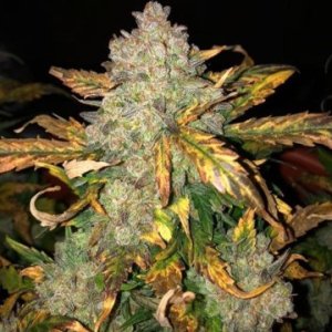 (Bild für) Frosty Gelato fem
