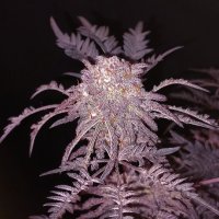 (Bild für) Frosty's Purple Freak