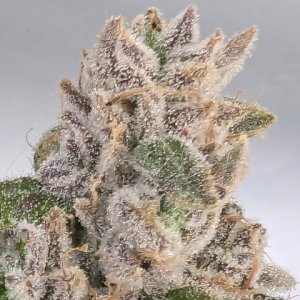 (Bild für) Frosty Slapz