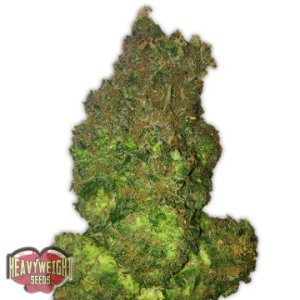 (Bild für) Fruit Punch Auto fem