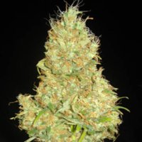 (Bild für) Fruity Chronic Juice