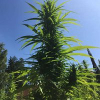 (Bild für) Futura 75 - Cannabis sativa