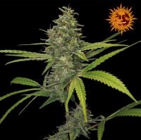 (Bild für) G13 x Haze