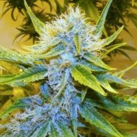 (Bild für) G 13 Haze