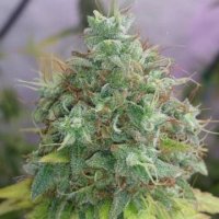 (Bild für) G 13 X Haze