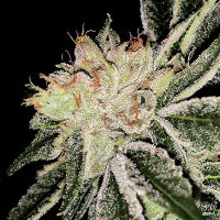 (Bild für) G13 (aka G13 Thirteen Project) 5 fem