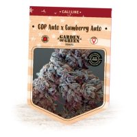 (Bild für) GDP Auto x Gumberry Auto fem