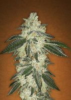 (Bild für) Green Crack Auto fem