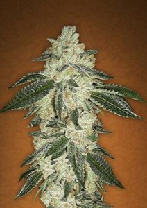 (Bild für) Green Crack Auto fem