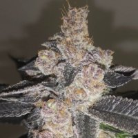 (Bild für) Gelato 242 fem