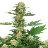 (Bild für) Gelato #420 fem