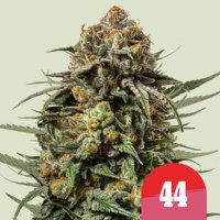 (Bild für) Gelato 44 – Mike Tyson feminized