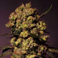(Bild für) Gelato 45