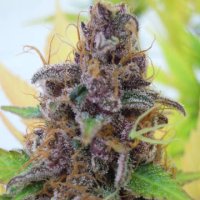 (Bild für) Gelato Auto