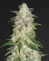 (Bild für) Gelato Auto fem