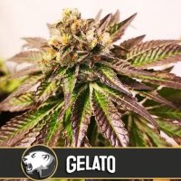 (Bild für) Gelato feminized