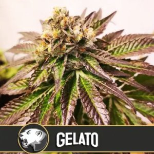 (Bild für) Gelato feminized