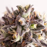 (Bild für) Gelato-K female