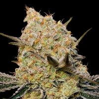 (Bild für) Gelato Mint fem