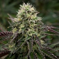 (Bild für) Gelato 5 fem