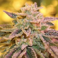 (Bild für) Gelato Zkittlez 5 reg