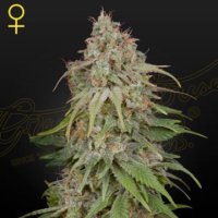 (Bild für) GH Amnesia female
